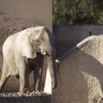 Santuário de Chapada terá quatro elefantes de zoológico da Argentina