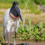 Hotel Sesc Pantanal estimula turismo sustentável em Poconé