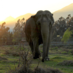 Elefanta do Chile deve ser levada para santuário em MT, diz ONG