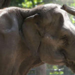 Mais um elefante vem para o santuário de Chapada