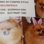 Família entra em desespero por desaparecimento de cadela e oferece recompensa