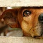 Cuiabá tem 3 projetos contra maus tratos de animais