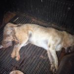 Em surto, homem atira em cachorros e mata dois; suspeito foi preso