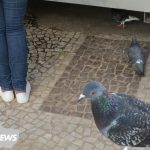 Pombos, ‘ratos de asas’, que trazem males à saúde; saiba doenças transmitidas