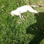 Mais de 20 cães e gatos são mortos com suspeita de envenenamento em Cuiabá
