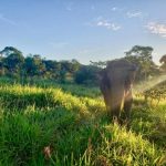 Morre a primeira elefanta do Santuário de Chapada dos Guimarães