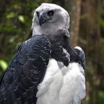 O adeus aos animais no triste fim do zoológico da UFMT