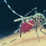 Entenda hábitos dos mosquitos e saiba como se livrar deles
