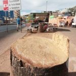 Palmeiras são cortadas na Praça Bispo e passageiros reagem