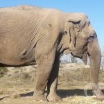 Voluntários fazem campanha para resgatar elefanta no Chile