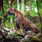 Fazendeiro pagará multa pesadíssima por promover ‘safari’ no Pantanal de MT