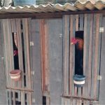 Sete apostadores são presos em rinha de galo em MT; 25 aves são resgatadas