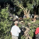 Árvore da Praça da República cai sobre carros, motos e assusta pedestres; veja vídeo