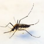 Mato Grosso é o 7º Estado com maior incidência de dengue no país