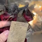 Imagem de anjo fica intacta após incêndio destruir loja em Cuiabá, diz empresária