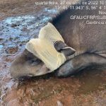 Anta é ferida com golpes de faca e é socorrida por veterinários