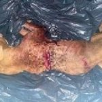 Homem mata pitbull que atacou cachorro