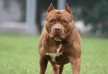 Traficante atiça pitbull contra policiais em operação antidrogas e é preso