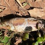 Sema notifica Usina Hidrelétrica por morte de peixes no Manso