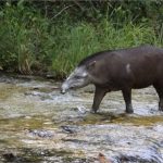 Anta atropelada por moto em MT se recupera e é solta em área de preservação no PA