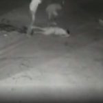 Homem mata ‘amigo’ a facadas após crise de ciúmes; vídeo