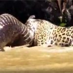 Vídeo: Guia flagra momento em que onça pintada faz ataque a jacaré em MT