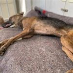 Pastor-alemão ferido é amarrado em saco de lixo e deixado para morrer; veja vídeo