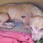 Secretaria de Saúde faz alerta para prevenção contra raiva após morte de cachorro