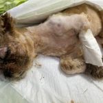 Cãozinho é gravemente ferido por Pitbull e dona o joga na rua, sem prestar socorro