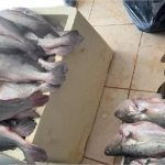 Dez pessoas são presas por pescar mais de 350 kg de peixe com medidas fora do tamanho permitido em MT