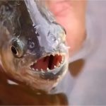 Sema registra 24 ataques de piranhas no Lago do Manso em dois anos