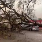 Tempestade derruba árvores em Cuiabá e Rondonópolis; veja vídeos