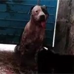 Cachorro que atacou ladrão em casa corre o risco de ser sacrificado