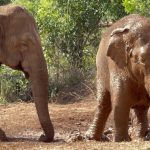 Elefanta trazida da Argentina morre em santuário de Chapada dos Guimarães