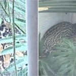 Jaguatirica que entrou em casa de condomínio foge durante tentativa de captura; veja vídeo