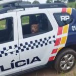 Cachorro em situação de maus-tratos é encontrado em casa abandonada