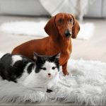 Projeto na Câmara propõe que cães e gatos tenham direito a pensão alimentícia