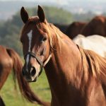 Menino de 5 anos morre ao cair de cavalo em MT