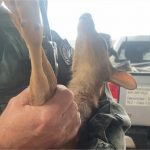 Filhote de veado é resgatado após se perder da mãe em Cuiabá; vídeo