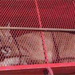 Onça-parda é resgatada em residencial de Campo Verde; vídeo