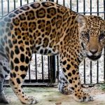 Filhote de onça resgatado em MT após incêndios será solto na natureza