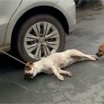 Absurdo! Ex-vereador é flagrado arrastando cadela por ruas de município de MT; veja vídeo