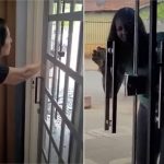 Mulher quebra porta e invade delegacia para atacar policial em MT; vídeo mostra tudo