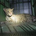 Jaguatirica morre horas após ser resgatada de atropelamento em Cuiabá