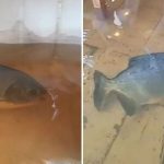 Pacu é flagrado nadando em casa inundada pela chuva em MT