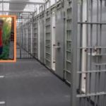 Juiz manda para a PCE jovem que matou a ex na frente do filho