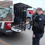 Justiça manda soltar acusado de matar onças em Cáceres