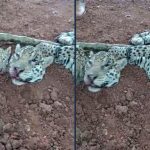 Homem preso acusado de torturar e matar três onças em MT receberia R$ 5 mil por ‘cabeça’