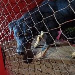 Cachorro Rottweiler ataca e mata o próprio dono