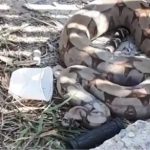 Jiboia é resgatada em frente de casa em Várzea Grande; vídeo